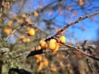 Погода в Подмосковье сегодня, 19 ноября 2025: температуру до +3 обещают синоптики