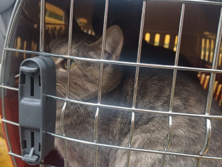 В Котельниках спасли кошек, запертых в подвале жилого дома