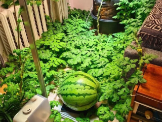 Этот арбуз живет в отдельной квартире: селекционер из Электрогорска снял жилье для ягоды