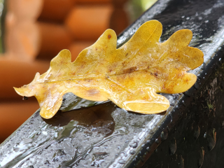 Погода на нуле: что ждет Черноголовку на неделе