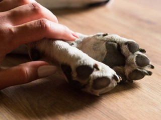 Ножом и молотком в безлюдном месте: убийцу собаки осудят по двум статьям УК