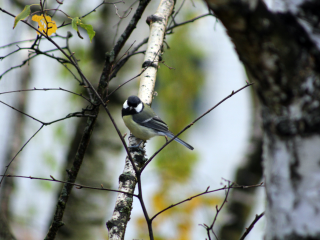 Тонкостями по спасению синиц от зимнего голода поделились библиотекари
