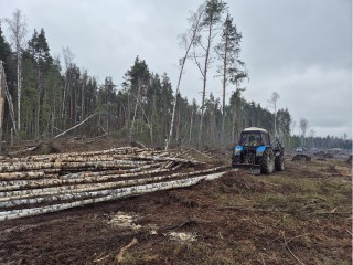 В Орехово-Зуеве продолжается санитарная рубка леса
