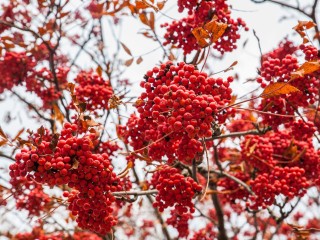 Рекордное тепло придет в Подмосковье на этой неделе