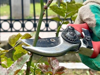 В парках округа убрали сухостой и подготовили растения к зимовке