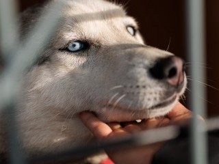 В Луховицах стали пропадать хаски, жители и зооволонтеры бьют тревогу