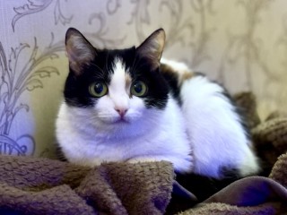 Теперь официально: смешные видео с котиками помогают от стресса