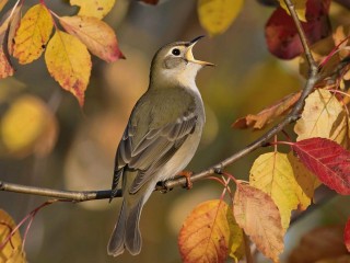 Природное лекарство: пение птиц оказалось эффективным в борьбе с депрессией
