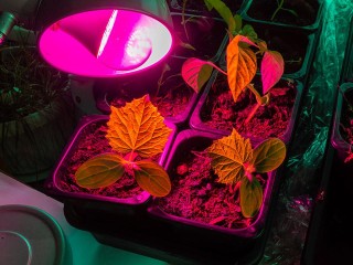 Огород на подоконнике: какие витамины можно вырастить зимой