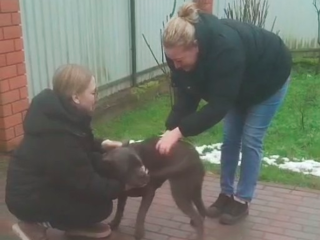 Как рузские волонтеры помогли собаке-потеряшке найти хозяев