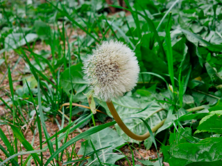 Одуванчики зацвели в середине ноября в Королеве
