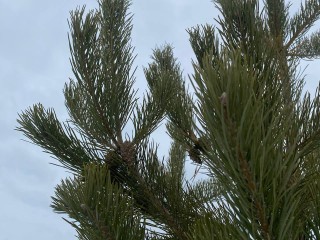 Подмосковье ждет аномальный декабрь, предсказал синоптик Вильфанд