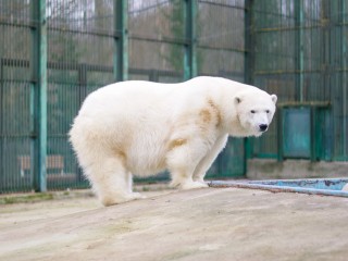 Девушка моей мечты: белая медведица Симона пошла на рекорд долгожительства