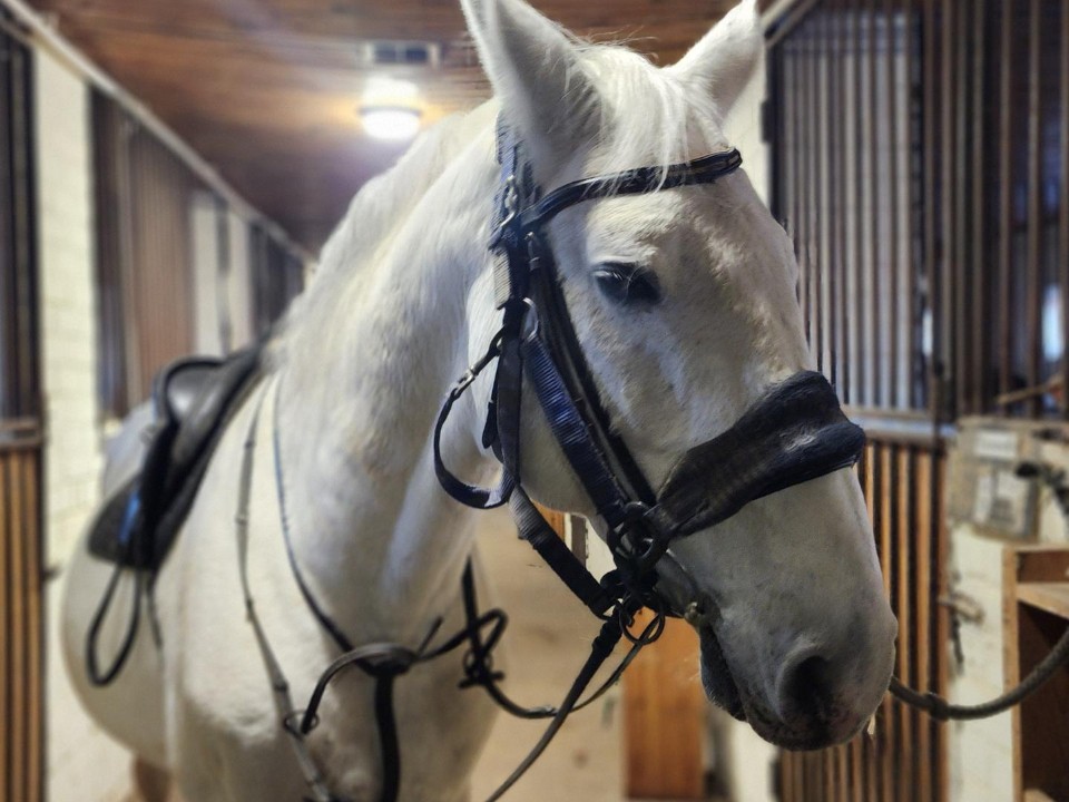 Конь-огонь, или как 15 лет у волоколамцев живет настоящий символ 2026 года