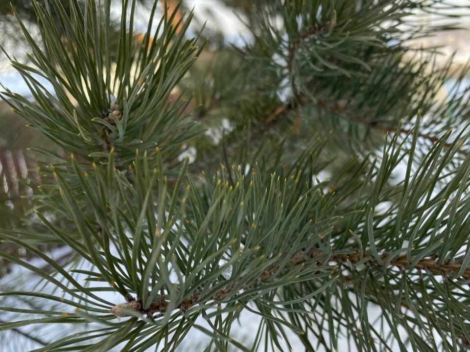 Зима в режиме энергосбережения: какая погода будет в январе 2026 года