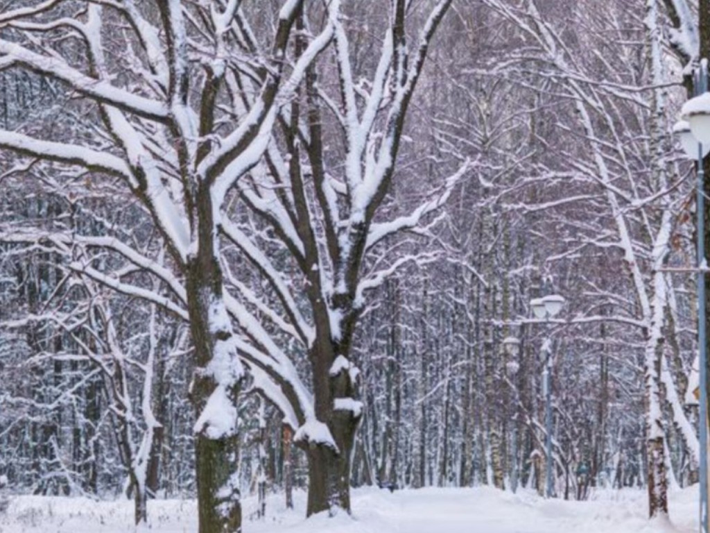 В январе Подмосковье заметет снегом? Синоптик Тишковец спрогнозировал зиму, какой давно не было