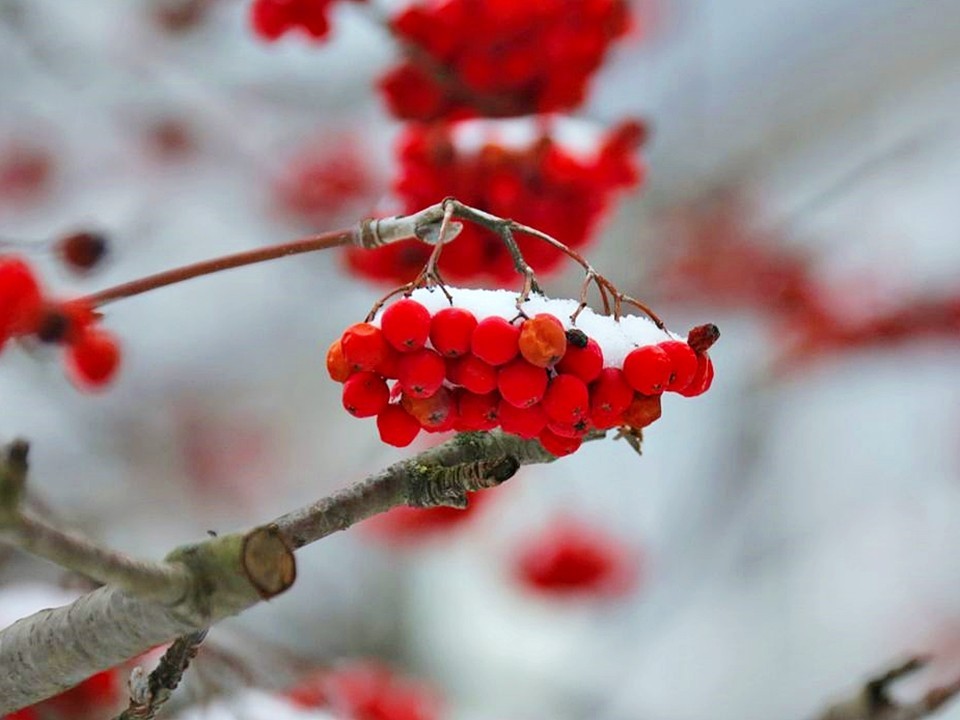 Зимняя сказка: синоптики обещают снег и морозы на Новый год в Подмосковье