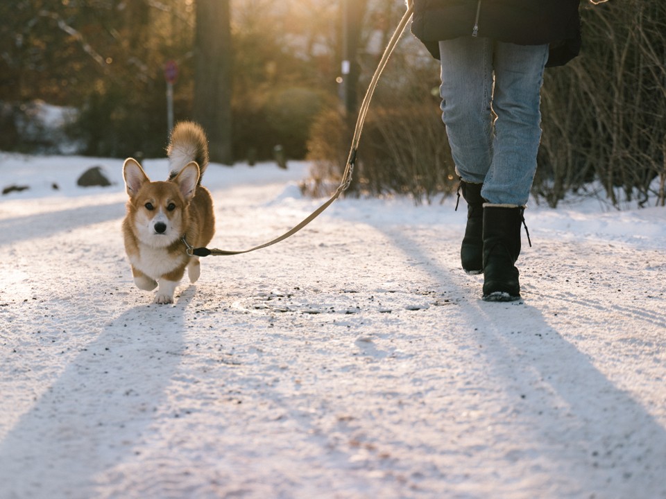 Лапы против реагентов: как выгуливать питомцев зимой, чтобы не понадобился ветеринар