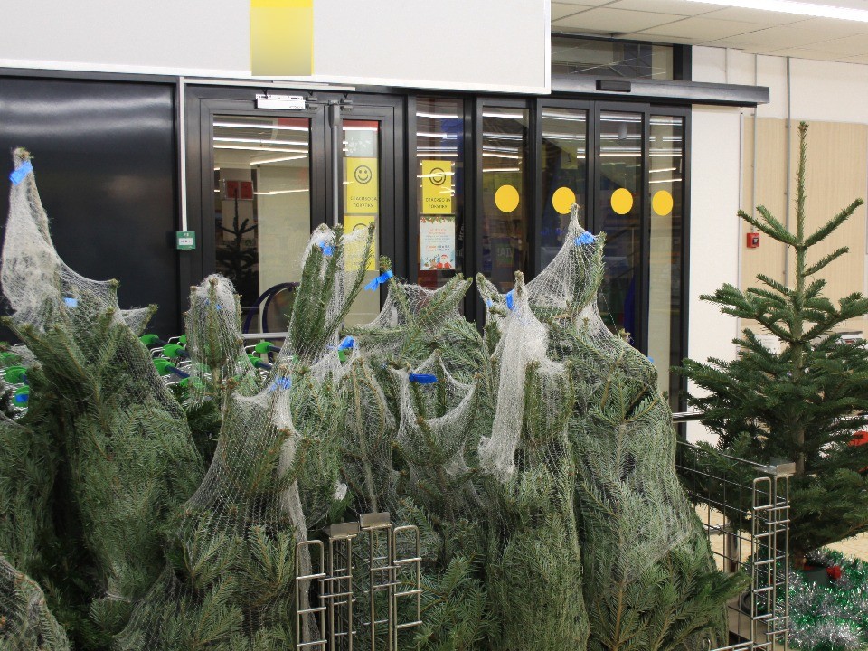 В Клину работают три офциальные точки продажи новогодних елок