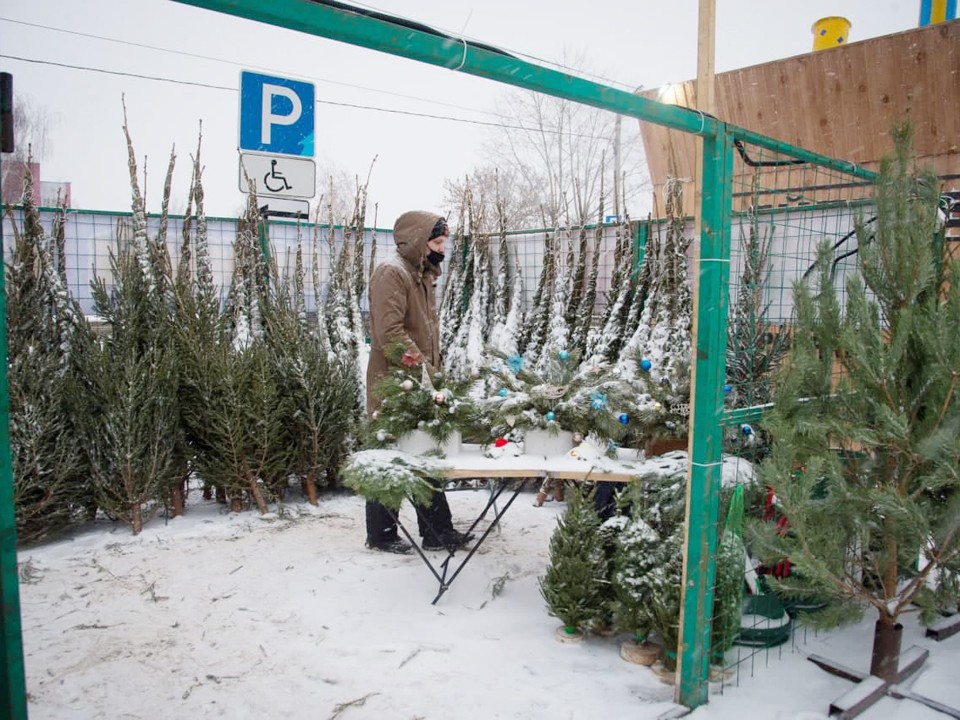 Где в Щелкове можно купить ели, сосны и пихты к Новому году