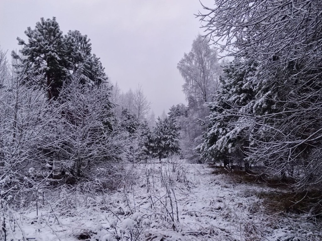 Снег в Рузском округе может выпасть уже 12 декабря