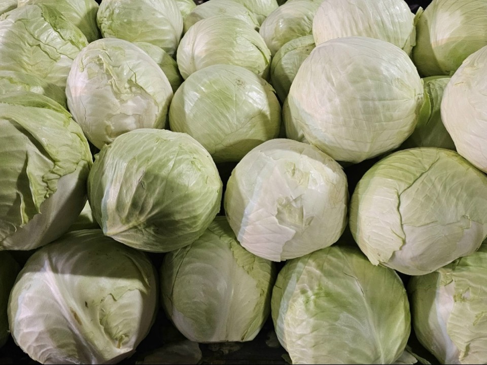 Каждый третий кочан подмосковной капусты выращен в Озерах