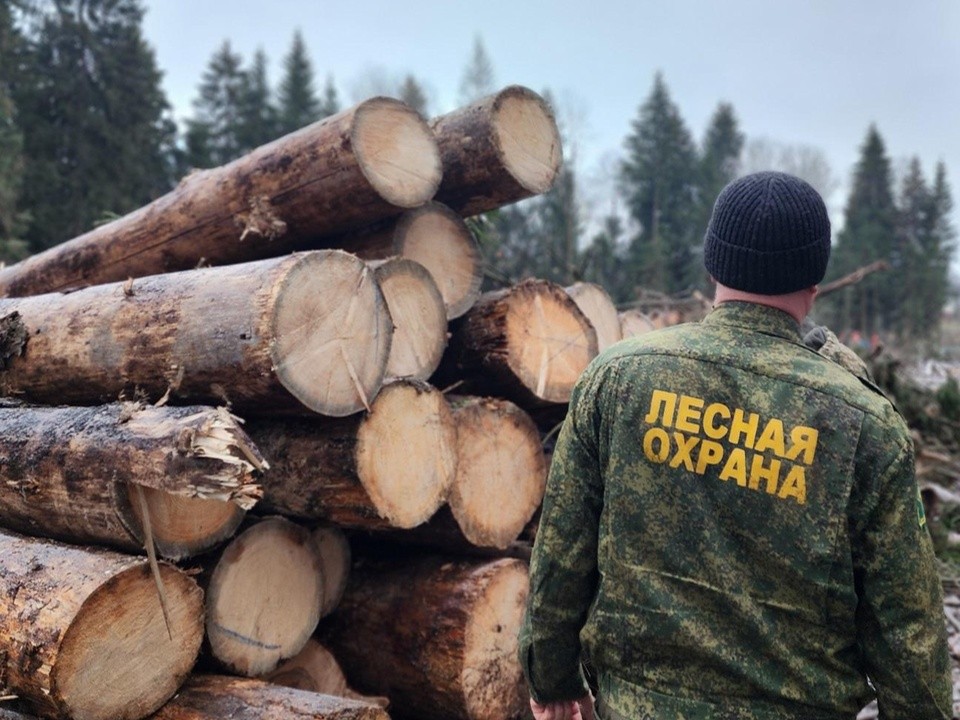 В лесу Клина убрали 4 гектара старых деревьев, которые повреждены короедом