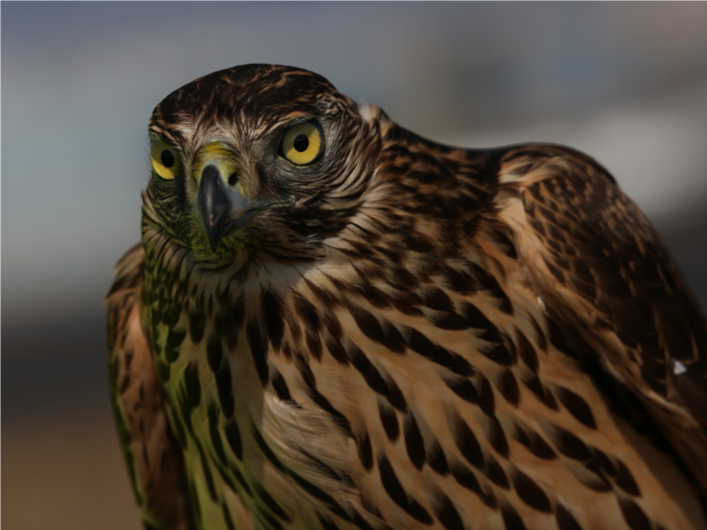 Ястреба-любителя сериалов заметил за окном житель Мытищ