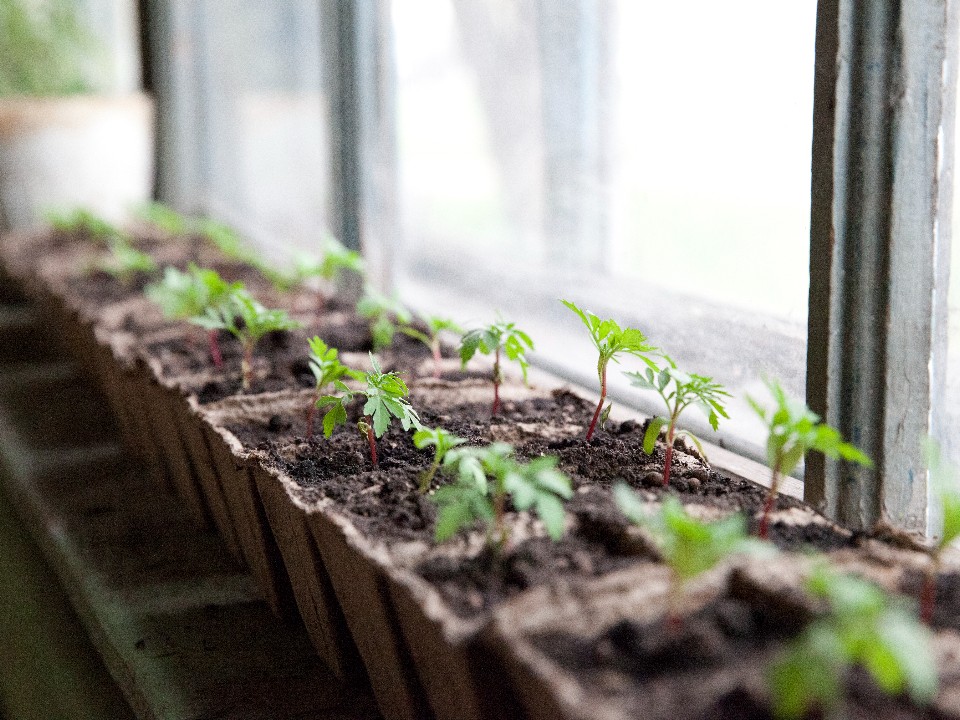 Лучшие сорта огурцов на 2026 год: урожайные, самоопыляемые и для открытого грунта