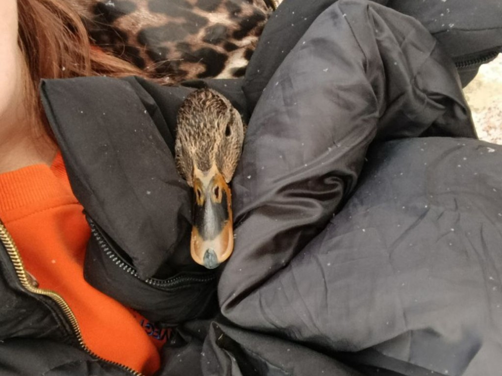 Спасли от ворон и кошек: волонтеры забрали домой уток с обмороженными лапками