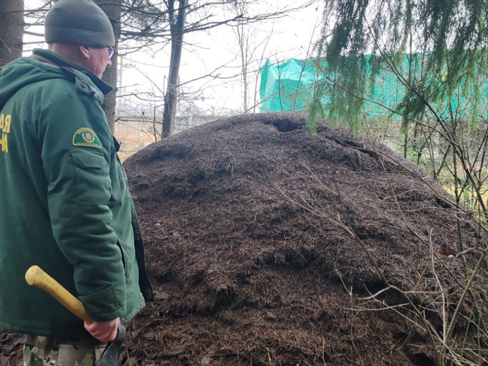 Муравейник размером с дом обнаружили в лесу под Можайском