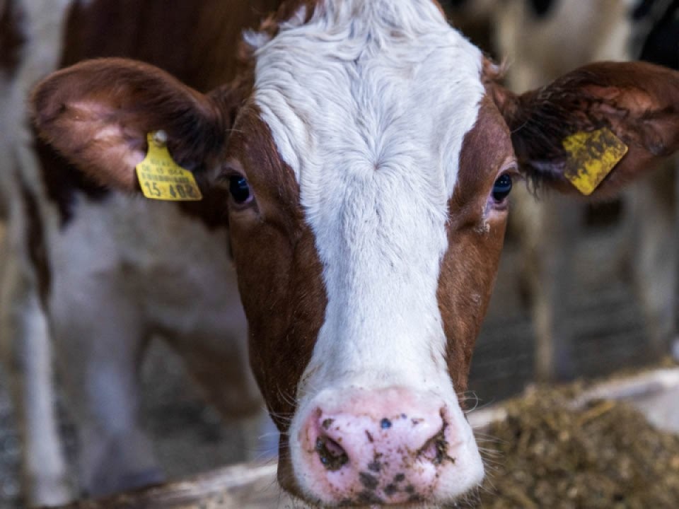 Из сарая в спальню: история девушки, которая поселила корову в своем доме в Подмосковье