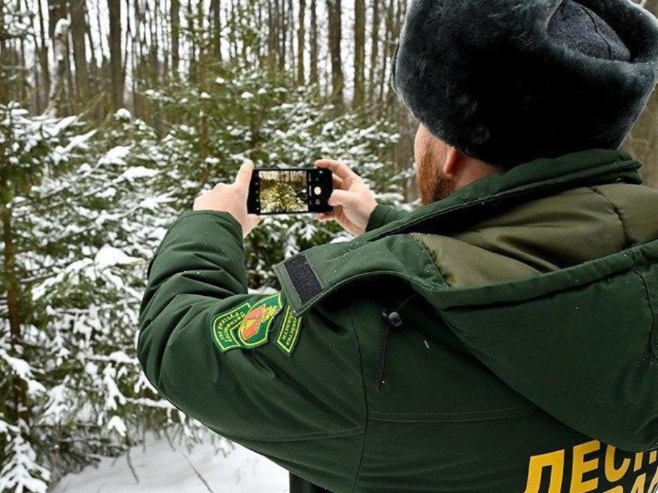Все елки посчитаны: в лесах Красногорска ведут борьбу с незаконной рубкой деревьев