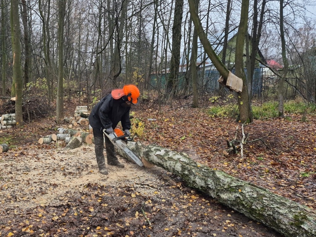 Жители попросили — лесничие сделали: как в округе решают проблему опасного леса