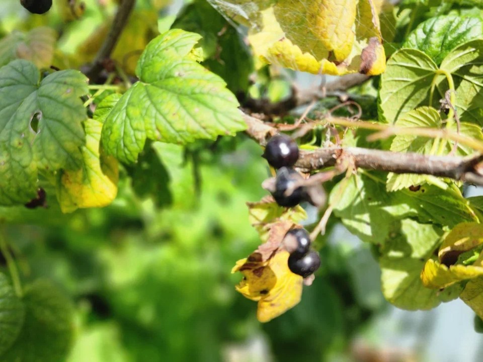 Не выбрасывайте, а черенкуйте: как ветки смородины превратить в роскошные новые кусты