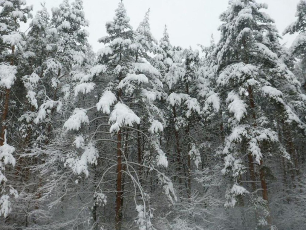 Путешествие в зимнюю сказку можно совершить в парках и ДК Талдома 4 января