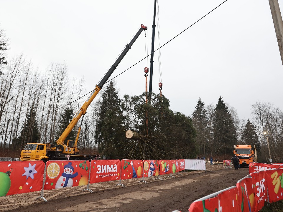 Главную новогоднюю ель страны спилили в Рузе и доставят в Кремль