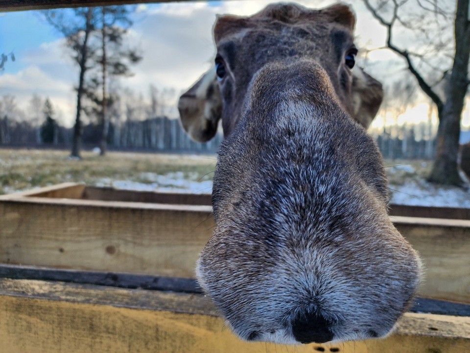 Спасенный в Архангельской области лосенок освоился на биостанции нацпарка в Мытищах
