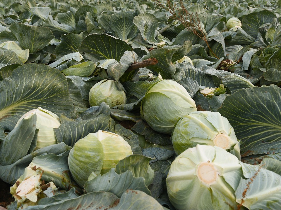 Этот мусор — клад для грядки: зачем агрономы оставляют в огороде на зиму капустные кочерыжки