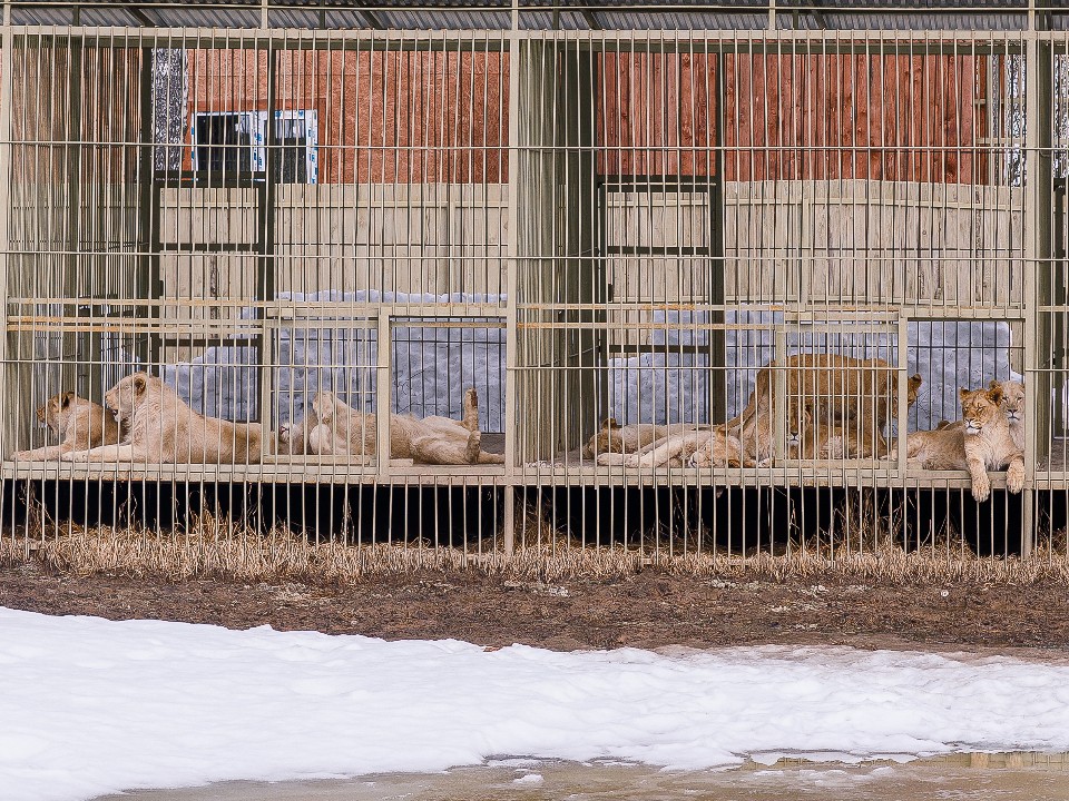 «Кто посмел будить?»: царскую истерику из-за трактора устроили львы в приюте Клина