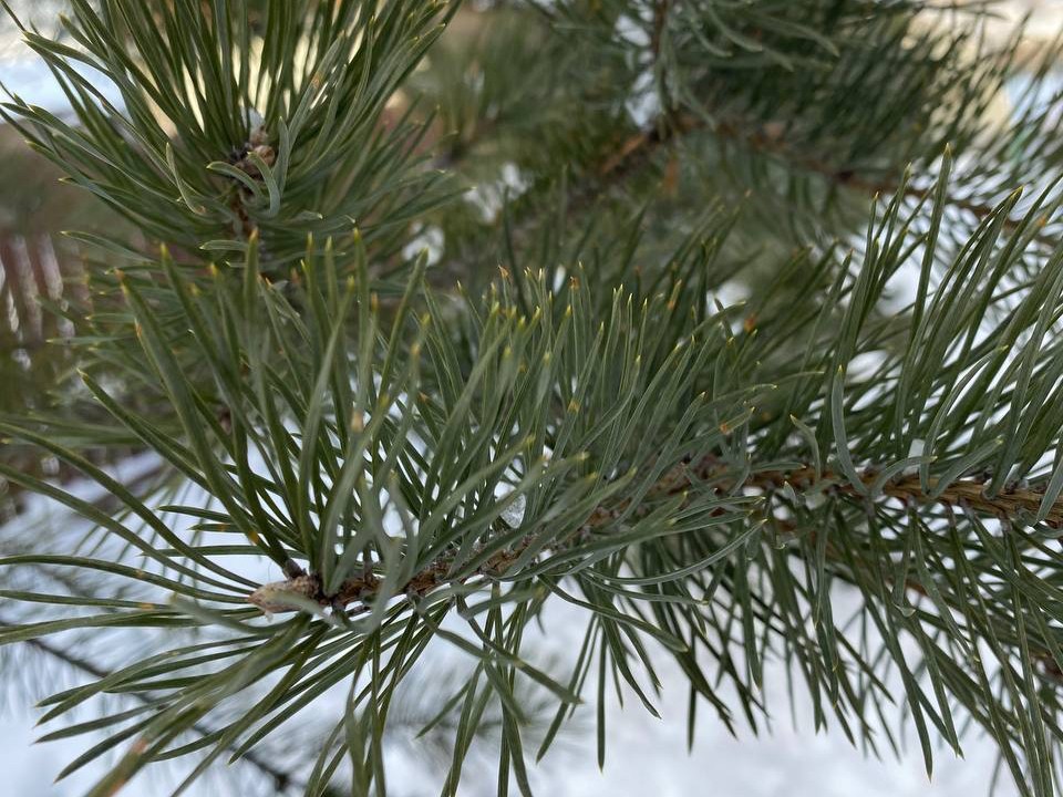 Неужели дождемся: названа дата снежных осадков в столичном регионе