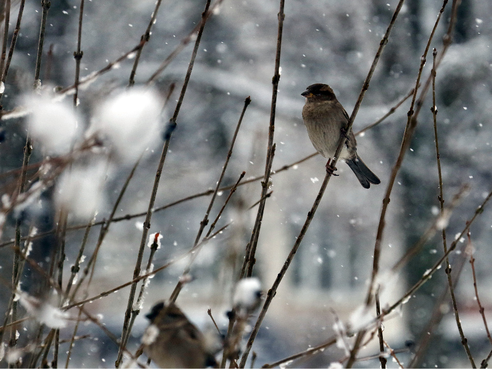 Зиме точно быть: морозы и снегопады накроют Подмосковье уже в эти дни декабря