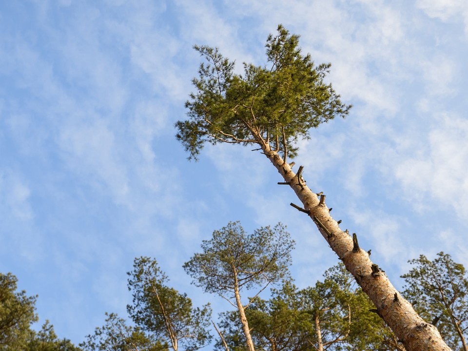 Зима отменяется: температура в Подмосковье снова устремилась вверх