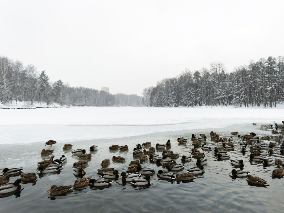 Пруд в Нефедьево очистят в 2026 году: красногорцы выбрали водоем для программы «100 прудов и озер»