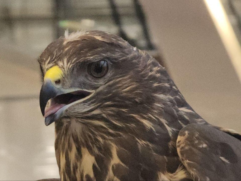 Ястребы на службе аэропорта: как в Домодедово защищают самолеты от птиц