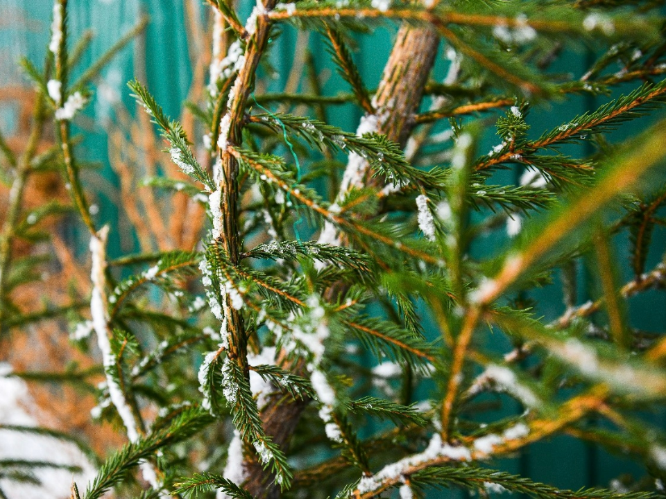 Зачем сдавать новогоднюю ель на переработку и что из нее сделают