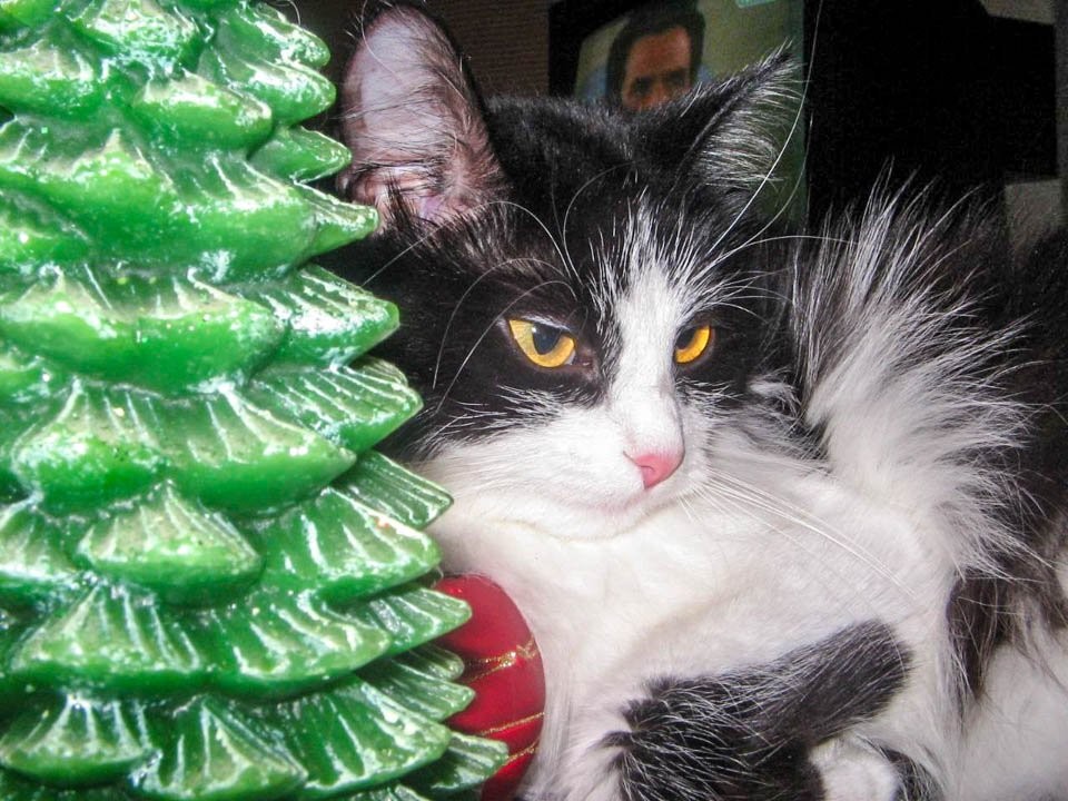 От фейерверка за окном кошка или собака может умереть: как спасти питомца