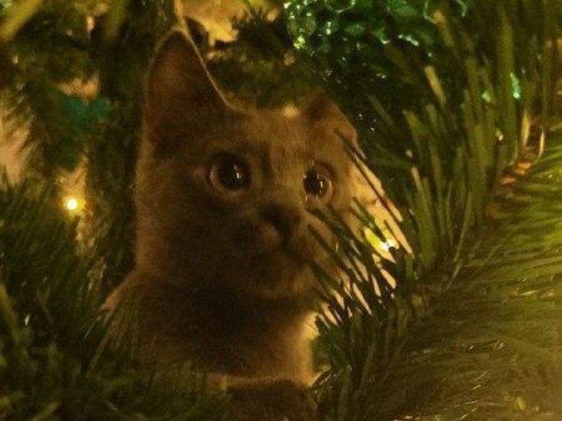 Кошмар для хвостатых: чем чреваты новогодние праздники для домашних животных