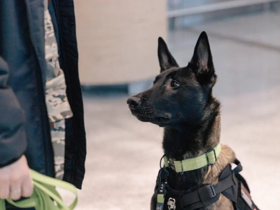 Собаки в аэропорту Домодедова: как четвероногие сотрудники обеспечивают безопасность