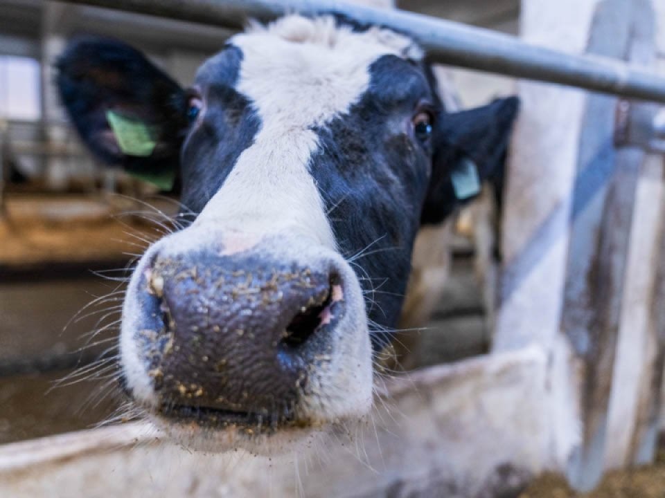 Бесхозные коровы в Бронницах разоряют сады и огороды